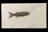 Uncommon Fish Fossil (Mioplosus) - Wyoming #163433-1